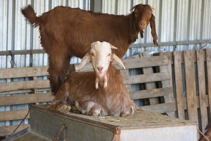 From Ayia Napa & Protaras: Halloumi Heaven – Cypriot Cheese Making Workshop & Troodos Mountain Villages Tour (7-8hrs)