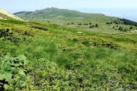 Vitosha Mountains and Cherni Vryh Peak (2290m) 9