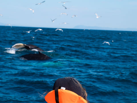 Whale spotted in the ocean during a combined whale watching and puffin tour from Reykjavík, with chances to see humpback whales, minke whale