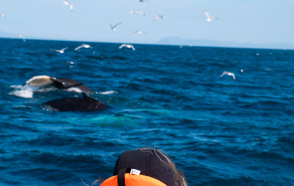 Whale Watching and Puffin Tour from Reykjavík's Old Harbour