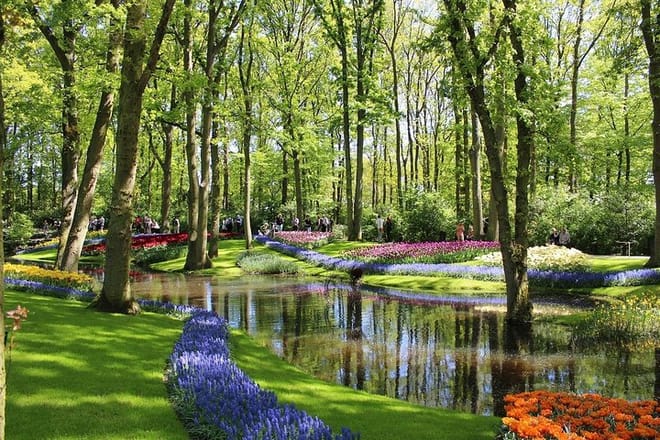 Private Half-Day Trip From Amsterdam to The Tulip Fields in Keukenhof photo 2