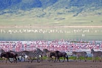 Lake Manyara Full Day Tour