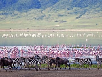 Lake Manyara Full Day Tour