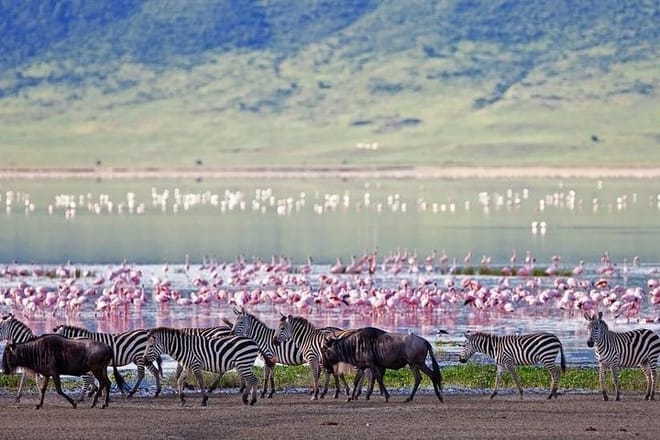 Lake Manyara Full Day Tour