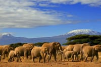 Icons of Amboseli: elephants traverse the vast savannah.