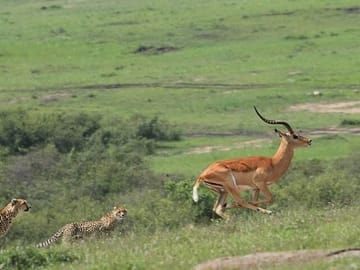 2 Days safari of Masai Mara