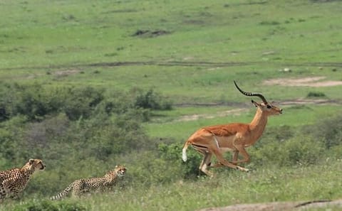 2 Days safari of Masai Mara