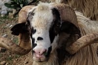 Private Tour Zeus Cave Lasithi Plateau Olive Mill Lunch Included  5