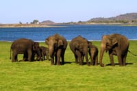 Yala National Park Full Day Safari Tour from Ella 3