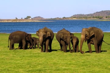 Yala National Park Full Day Safari Tour from Ella