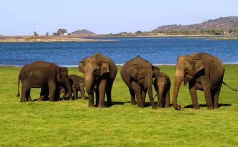 Full Day Safari Tour in Yala National Park from Ella