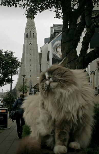 A Cat by Hallgrímskirkja Church