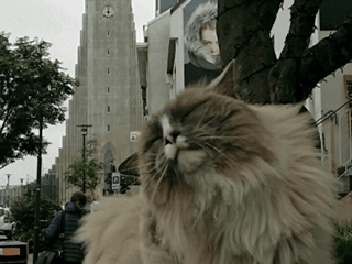A Cat by Hallgrímskirkja Church