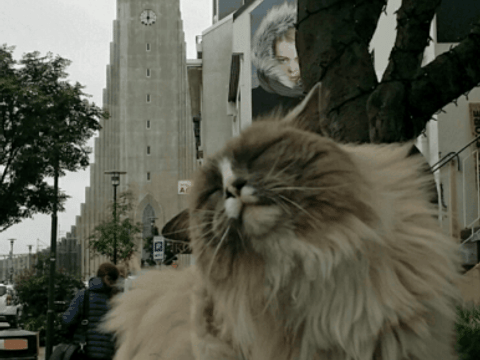 A Cat by Hallgrímskirkja Church