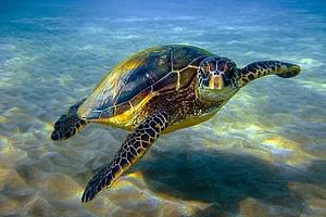 Abu Dabbab over day - Snorkel with Turtles & Dugong From Hurghada - Hurghada 