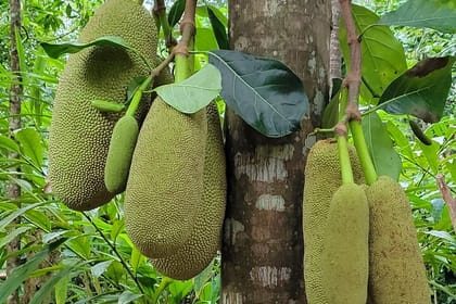 Jozani Forest and Spice Farm Tour Zanzibar Nature Experience