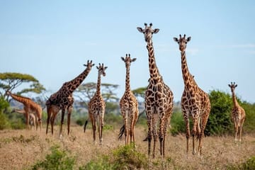 9 Days 8 Nights Walking Safari