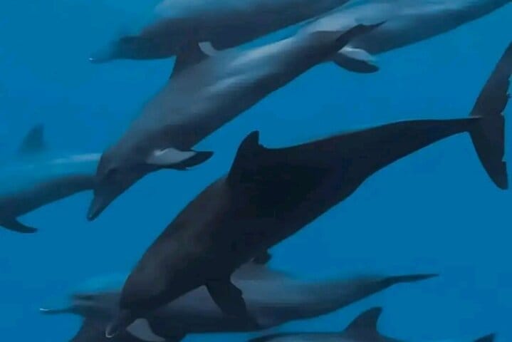 Zanzibar Salaam Cave Swimming and Feeding Sea Turtle in Kizimkazi