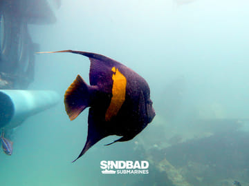Underwater Exploration Tour in Hurghada's Sindbad Submarine