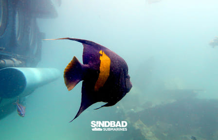 Underwater Exploration Tour in Hurghada's Sindbad Submarine