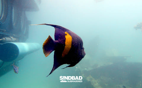 Underwater Exploration Tour in Hurghada's Sindbad Submarine