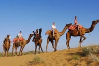 Camel Riding By Guest in Osian Desert.