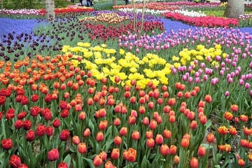 Day Tour to Keukenhof Gardens and Zaanse Schans from Amsterdam