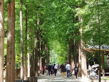 Private Day Tour to Nami Island and Seoul Attractions