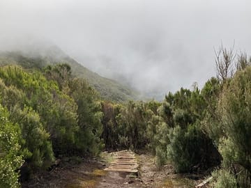 Hiking Tour on PR13 Vereda do Fanal from Funchal