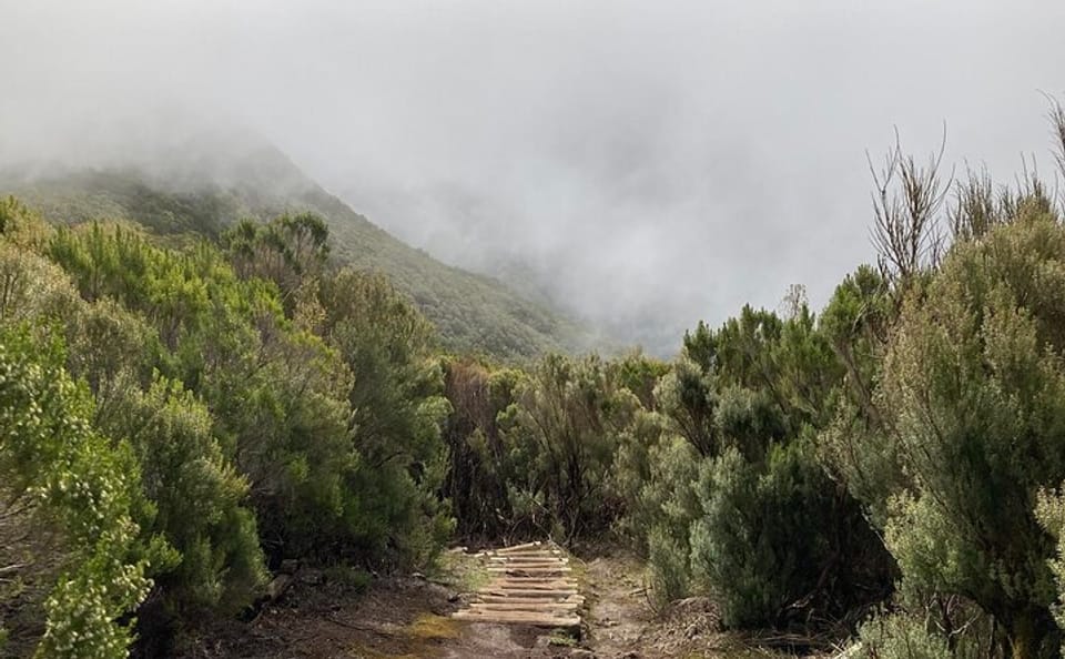 Hiking Tour on PR13 Vereda do Fanal from Funchal