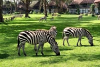 At sopa lodge Naivasha