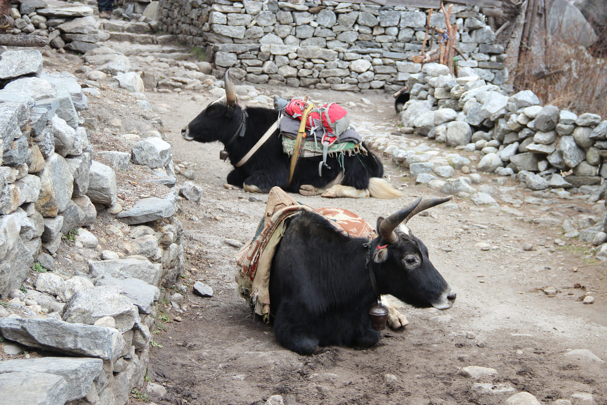 19 Days Mera Peak Climbing & Expedition – One Life-Changing Himalayan Adventure