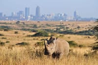 Encounter the armored giants of the African plains on our Nairobi park