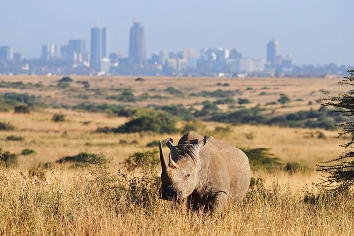 Encounter the armored giants of the African plains on our Nairobi park