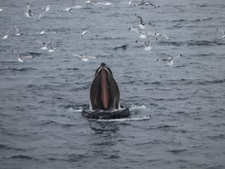 Best Value Whale Watching tour from Reykjavik, photo 17