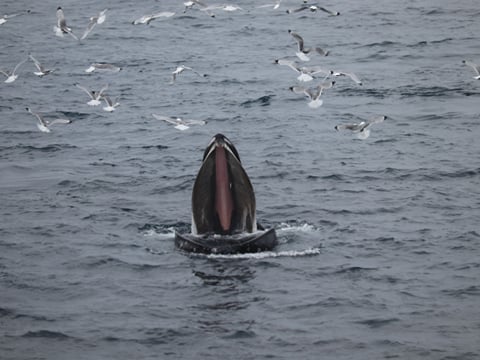 Best Value Whale Watching tour from Reykjavik, photo 17