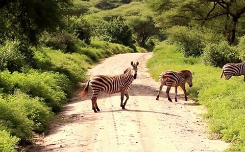 6 DAYS, 5 NIGHTS MASAI MARA, LAKE NAKURU AND AMBOSELI BUDGET SAFARI