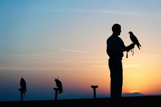 Embark on a Heritage Falconry and Wildlife Safari from Dubai