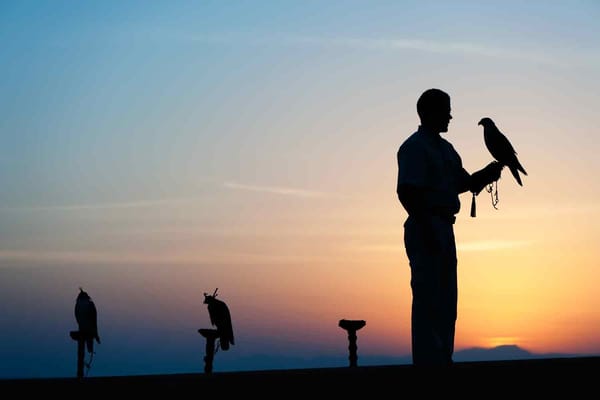 Embark on a Heritage Falconry and Wildlife Safari from Dubai