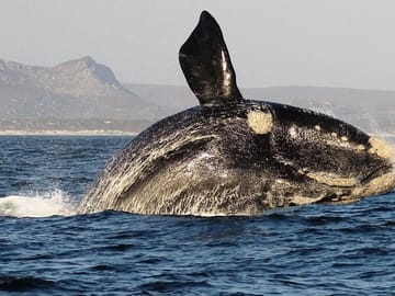 Hermanus Whale Watching Full-Day Tour