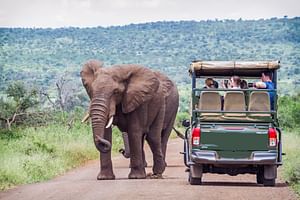 Full Day Exquisite Pilanesberg Safari Tours from Johannesburg