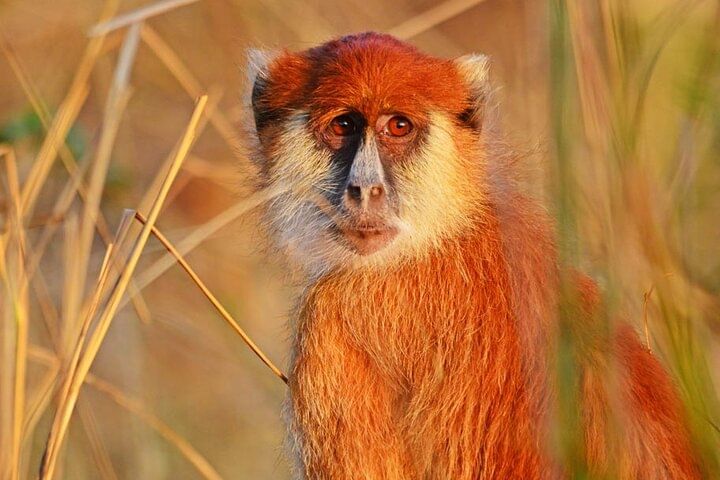 15-Day Wildlife Safari and Gorilla Trekking in Uganda