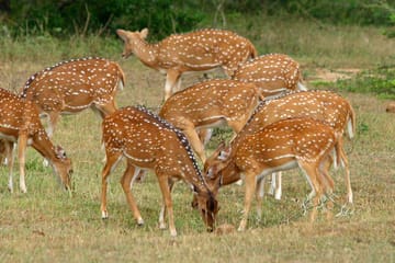 Yala National Park Wildlife Adventure Tour from Colombo