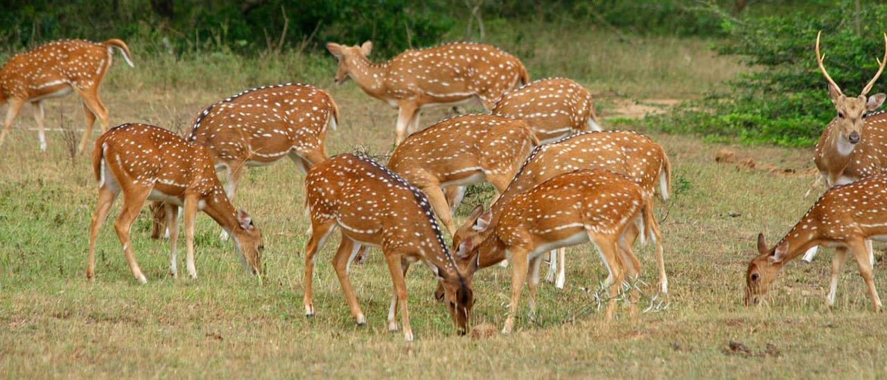Yala National Park One Day Tour 4