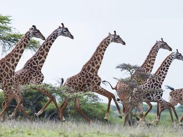 Full-Day Guided Tour of Giraffe Center and Elephant Orphanage in Nairobi