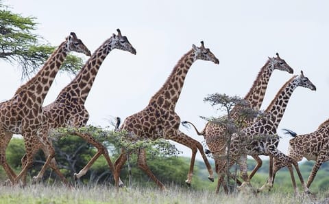 Full-Day Guided Tour of Giraffe Center and Elephant Orphanage in Nairobi