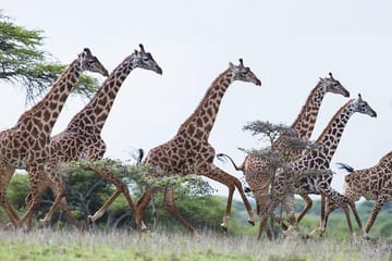 Full-Day Guided Tour of Giraffe Center and Elephant Orphanage in Nairobi