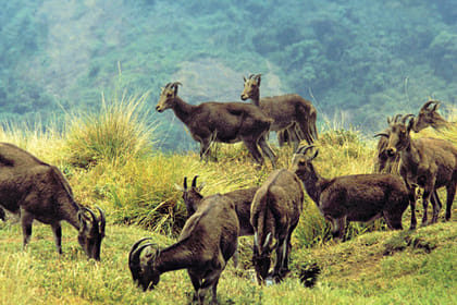 Kerala Tea Estate, Backwater & Marari Beach Tour