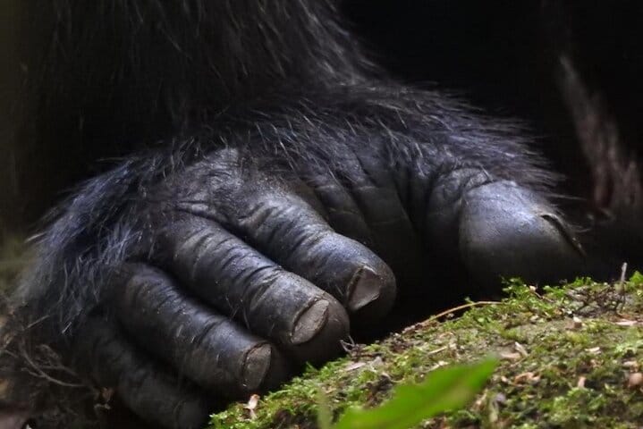 2 Days Uganda Gorilla Trek from Kigali