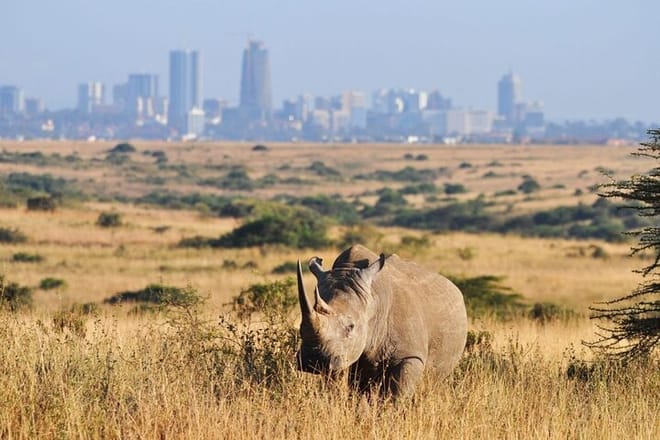 Half-Day Nairobi National Park Tour from Nairobi 9